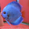 bl_discus