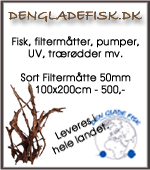 dengladefisk