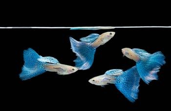 guppy